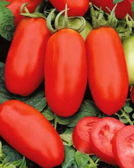 Tomato -S. Marzano 3 -20 Seeds