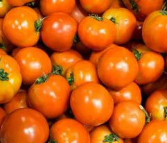 Tomato -Venus -20 Seeds