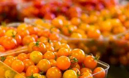 Tomato -Venus -20 Seeds