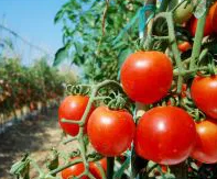 Tomato -Adam F1 -20 Seeds