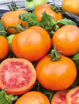 Tomato -Zlatava -20 Seeds
