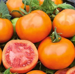 Tomato -Zlatava -20 Seeds
