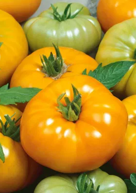 Tomato -Yellowstone -20 Seeds