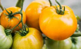 Tomato -Yellowstone -20 Seeds