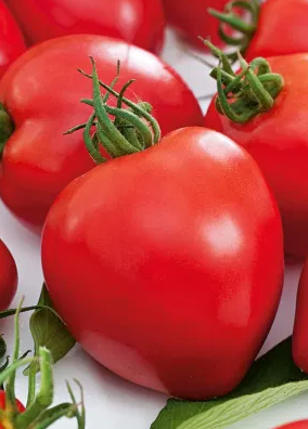 Tomato -Herodes -20 Seeds