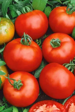 Tomato -Moneymaker -20 Seeds
