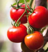 Tomato -Moneymaker -20 Seeds
