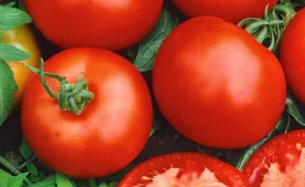 Tomato -Moneymaker -20 Seeds