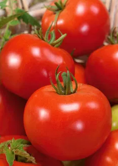 Tomato -Bohun -20 Seeds