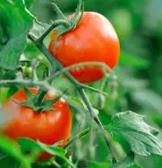 Tomato -Bohun -20 Seeds