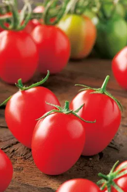 Tomato -Principe Borghese-20 Seeds