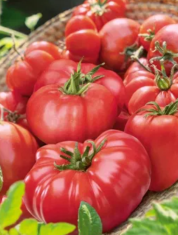 Tomato -Raspberry-20 Seeds