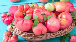 Tomato -Raspberry-20 Seeds