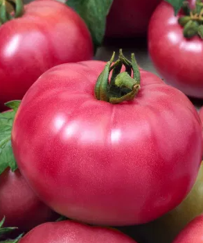 Tomato -Malinowy Ożarowski-20 Seeds