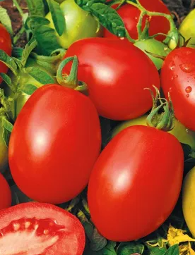 Tomato -Rio Grande-20 Seeds