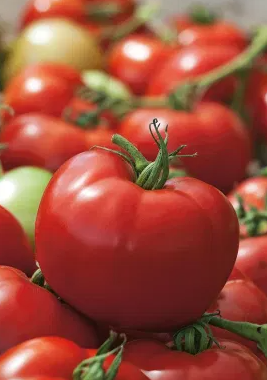 Tomato -Hardy F1-20 Seeds