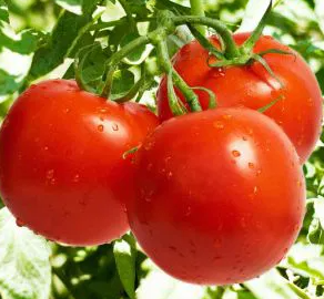 Tomato -Hardy F1-20 Seeds