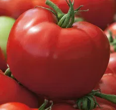 Tomato -Hardy F1-20 Seeds