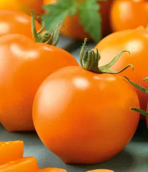 Tomato -Akron F1-20 Seeds