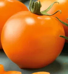 Tomato -Akron F1-20 Seeds