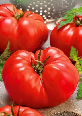 Tomato - Giant - 20 Seeds