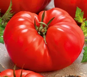 Tomato - Giant - 20 Seeds