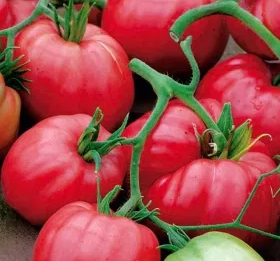 Tomato - Cuor di Bue - 20 Seeds