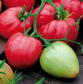 Tomato - Cuor di Bue - 20 Seeds