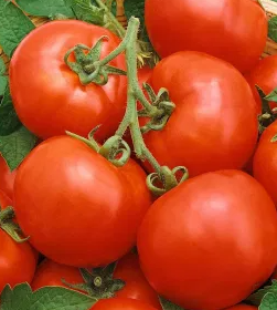 Tomato - Baron F1 - 20 Seeds