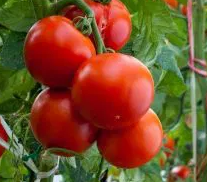 Tomato - Baron F1 - 20 Seeds