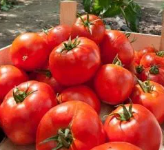 Tomato - Baron F1 - 20 Seeds
