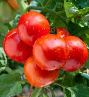Tomato - Baron F1 - 20 Seeds