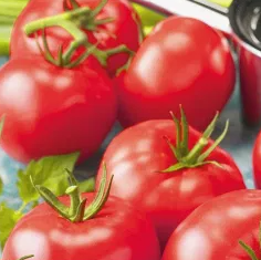Tomato - Belladona F1 - 20 Seeds