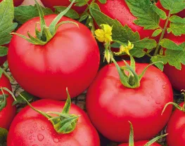 Tomato - Honey Moon F1 - 20 Seeds