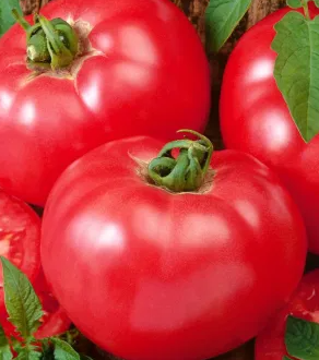 Tomato - Faworyt- 20 Seeds