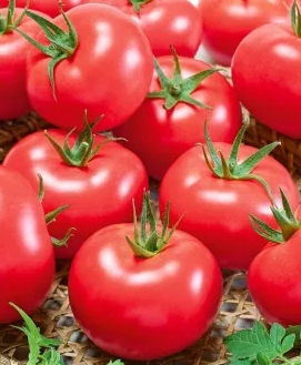 Tomato - Pink King F1- 20 Seeds