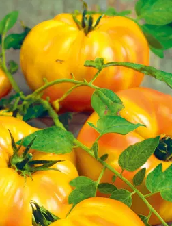 Tomato - Gourmansun F1- 20 Seeds