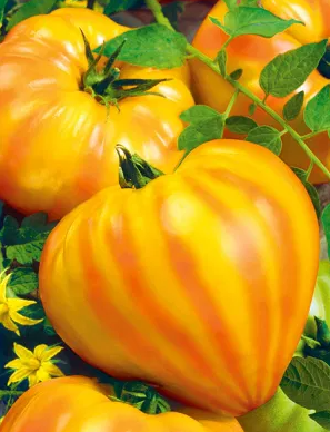 Tomato - Gourmansun F1- 20 Seeds