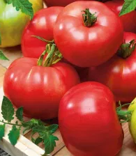Tomato - Esmira F1- 20 Seeds