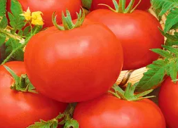 Tomato - Mahitos F1- 20 Seeds