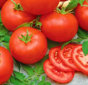 Tomato - Mahitos F1- 20 Seeds