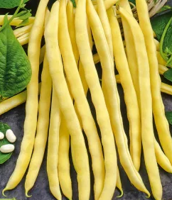 Dwarf Bean - Neckargold - 30 Seeds
