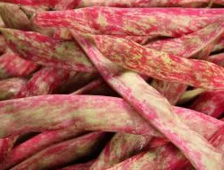 Dwarf Bean - Borlotto lingua di fuoco nano - 30 Seeds