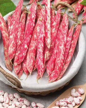 Dwarf Bean - Borlotto lingua di fuoco nano - 30 Seeds