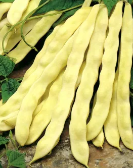 Climbing Bean - Goldmarie - 30 Seeds