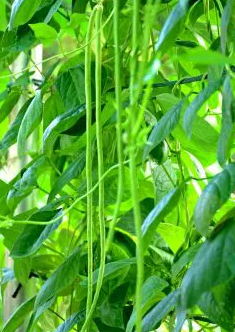 Cowpea - Vigna unguiculata - 30 Seeds