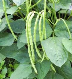 Cowpea - Vigna unguiculata - 30 Seeds