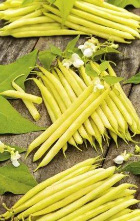 Dwarf Bean - Tara - 30 Seeds