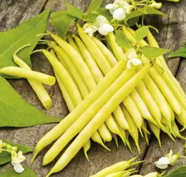 Dwarf Bean - Tara - 30 Seeds