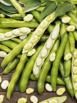 Broad Bean - Dragon - 30 Seeds